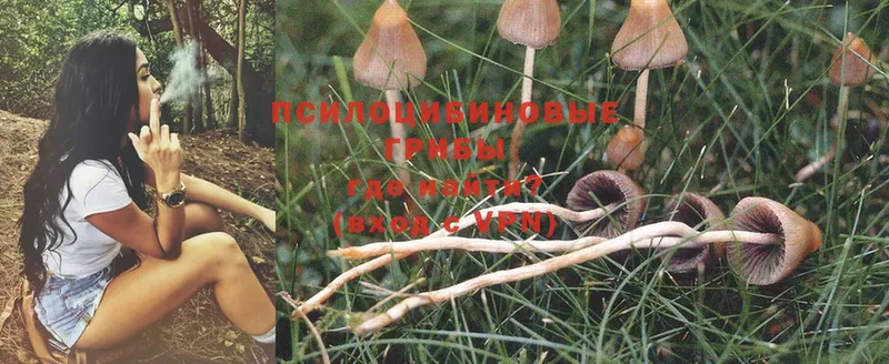 Галлюциногенные грибы Psilocybe Златоуст